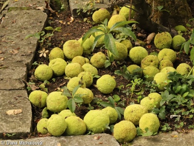 Maclura pomifera – maklura oranžová, maklura jablkovitá