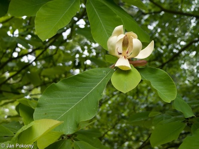 Magnolia acuminata – šácholan zašpičatělý