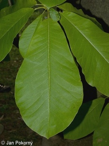 Magnolia obovata – šácholan obvejčitý