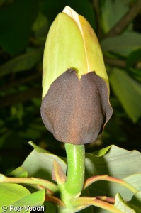 Magnolia obovata – šácholan obvejčitý