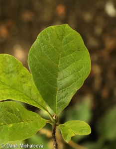 Magnolia stellata – šácholan hvězdovitý