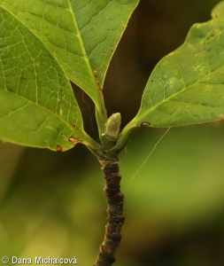 Magnolia stellata – šácholan hvězdovitý