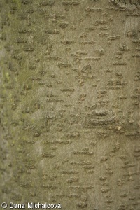 Magnolia ×soulangeana – šácholan Soulangeův