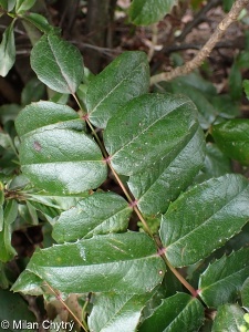 Mahonia aquifolium – mahónie cesmínolistá