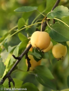 Malus baccata – jabloň drobnoplodá