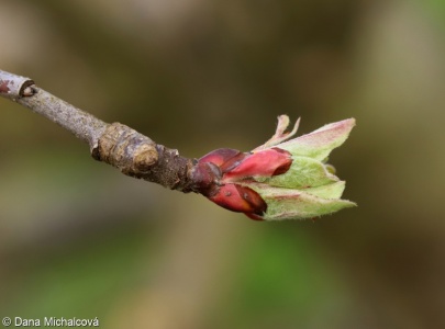 Malus sylvestris agg. – okruh jabloně lesní