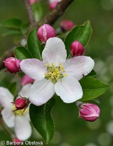Malus sylvestris agg. – okruh jabloně lesní