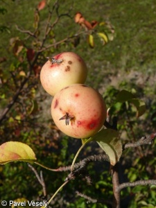 Malus sylvestris – jabloň lesní