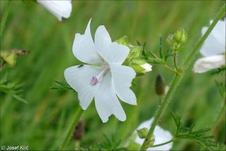 Malva moschata