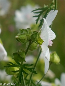 Malva moschata