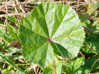 Malva pusilla