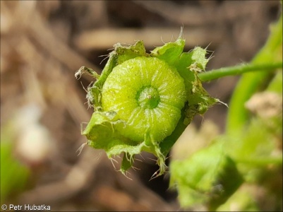 Malva pusilla