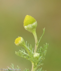 Matricaria discoidea subsp. occidentalis