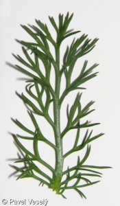 Matricaria chamomilla – heřmánek pravý