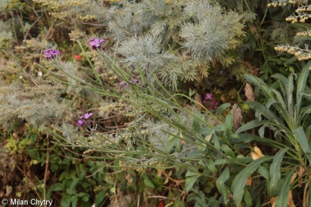 Matthiola incana subsp. incana – fiala šedivá pravá