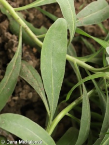 Matthiola incana subsp. incana – fiala šedivá pravá