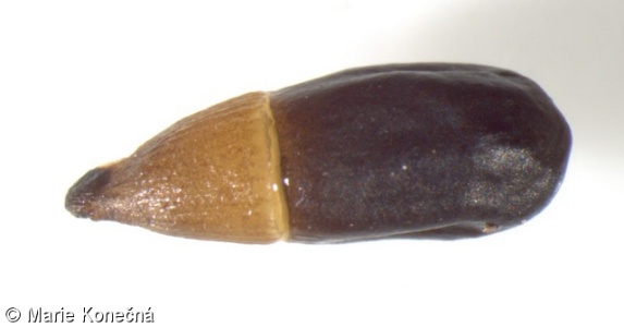 Melampyrum arvense – černýš rolní