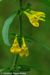 Melampyrum subalpinum – černýš český
