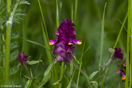Melampyrum cristatum &ndash; černýš hřebenitý