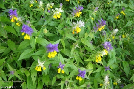 Melampyrum nemorosum aggr.