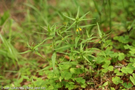 Melampyrum sylvaticum agg. – okruh černýše lesního