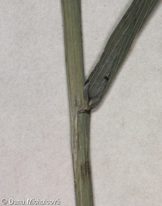 Melica altissima – strdivka vysoká