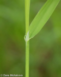 Melica altissima