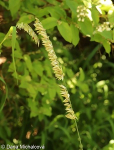 Melica altissima – strdivka vysoká
