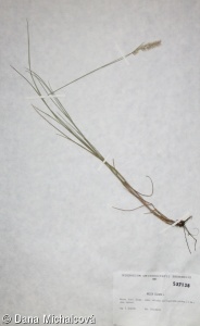 Melica ciliata subsp. ciliata – strdivka brvitá pravá