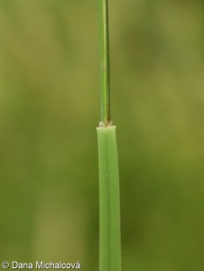 Melica ciliata