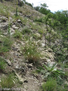 Melica ciliata &ndash; strdivka brvitá
