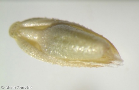 Melica ciliata subsp. ciliata – strdivka brvitá pravá