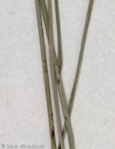 Melica ciliata – strdivka brvitá