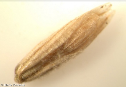 Melica transsilvanica – strdivka sedmihradská