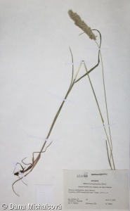 Melica ciliata agg. – okruh strdivky brvité