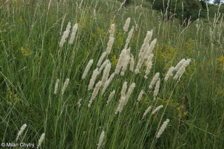 Melica transsilvanica subsp. transsilvanica – strdivka sedmihradská pravá
