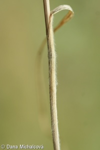 Melica transsilvanica subsp. transsilvanica – strdivka sedmihradská pravá