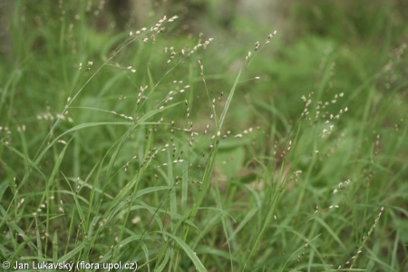 Melica uniflora – strdivka jednokvětá