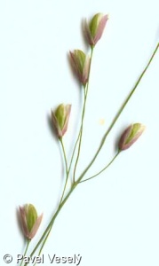 Melica uniflora – strdivka jednokvětá