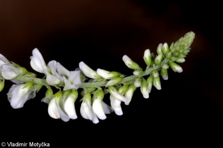 Melilotus albus – komonice bílá