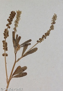 Melilotus indicus – komonice indická
