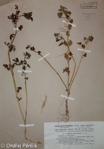 Melilotus siculus – komonice sicilská
