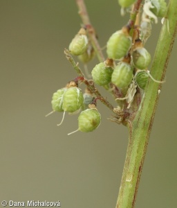 Melilotus officinalis – komonice lékařská