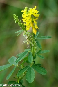 Melilotus officinalis &ndash; komonice lékařská