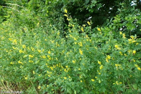 Melilotus officinalis