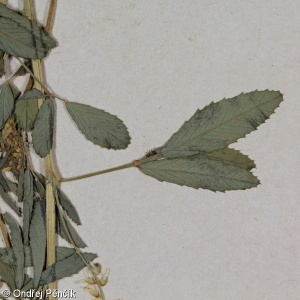 Melilotus sulcatus – komonice brázditá