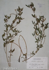 Melilotus wolgicus – komonice povolžská