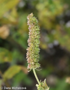 Mentha longifolia – máta dlouholistá