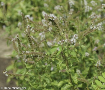 Mentha spicata – máta klasnatá