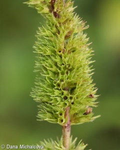 Mentha ×piperita nothosubsp. piperita – máta peprná pravá